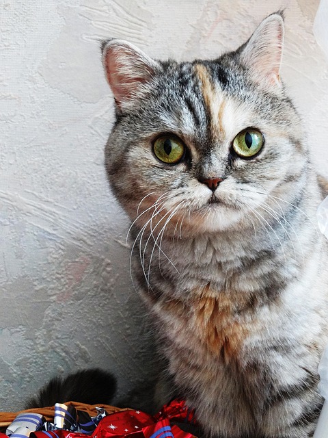 Free Cat Nearby photo and picture