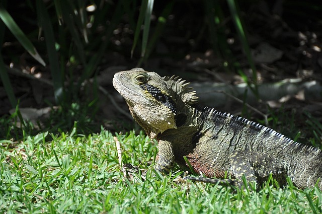 Echse, Reptil, Lebewesen