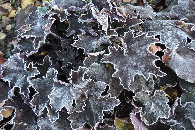 Blätter, Natur, Winter, Frost, Laub