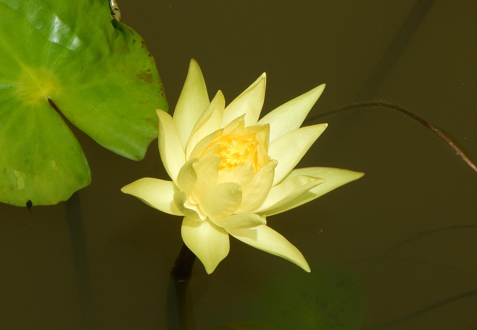 Ninfea Giallo Fiore Foto Gratis Su Pixabay