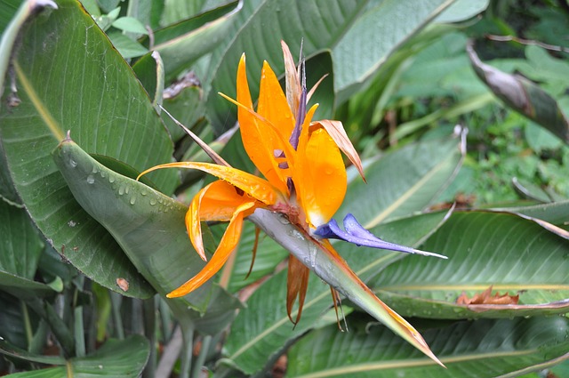 Paradiesvogelblume, Blüte, Blume, Orange