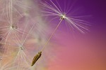 dandelion, seed, flower