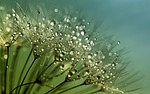 dandelion, seeds, flower