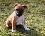 puppy, dog, staffordshire bullterrier
