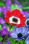 poppy, red, nature