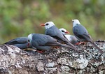 grey-white head prot, birds, angkhang