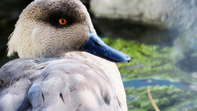 Free Duck Bird photo and picture