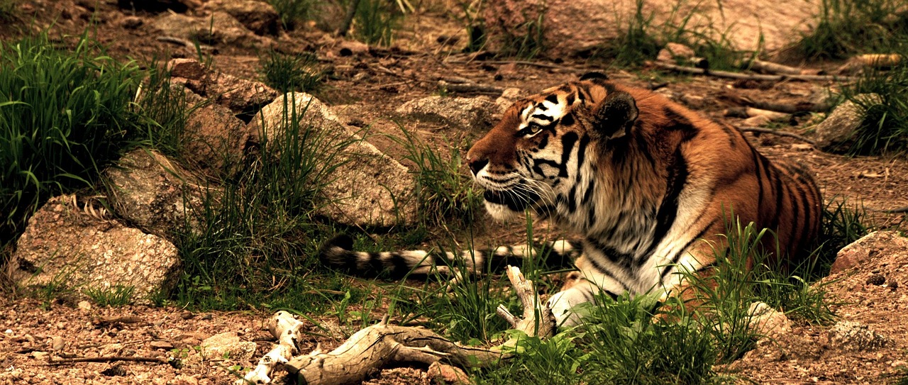Tiger - free online jigsaw puzzle photo