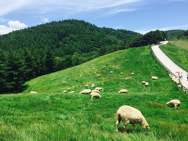 Daegwallyeong, Yang, Schafherde, Herde