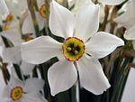 flower, white, lent lilly