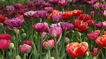 tulip, nature, spring