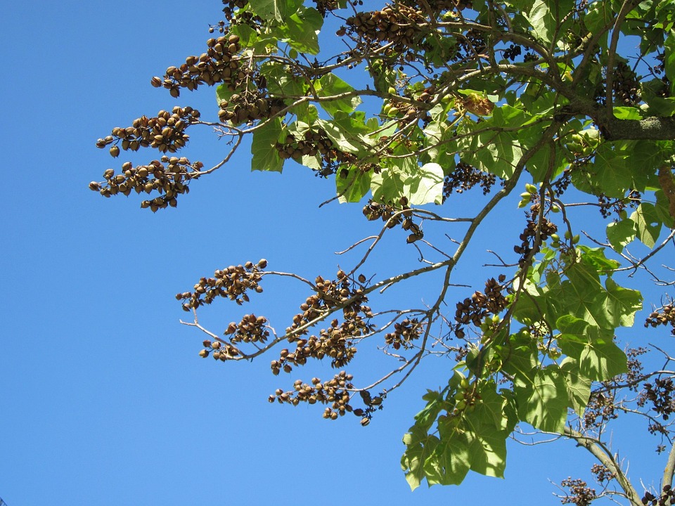paulownia-tomentosa-empress-tree-free-photo-on-pixabay-pixabay