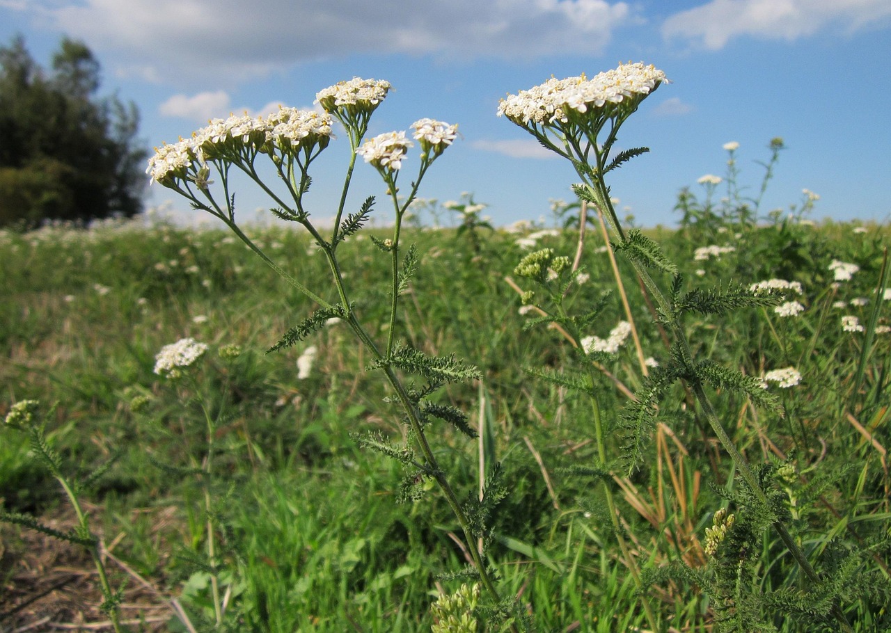 Achillea Millefolium Schafgarbe Kostenloses Foto Auf Pixabay