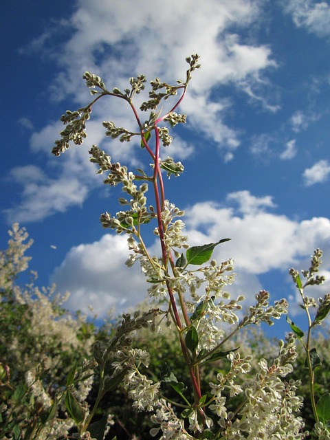 Fallopia Baldschuanica Russian - Free photo on Pixabay - Pixabay