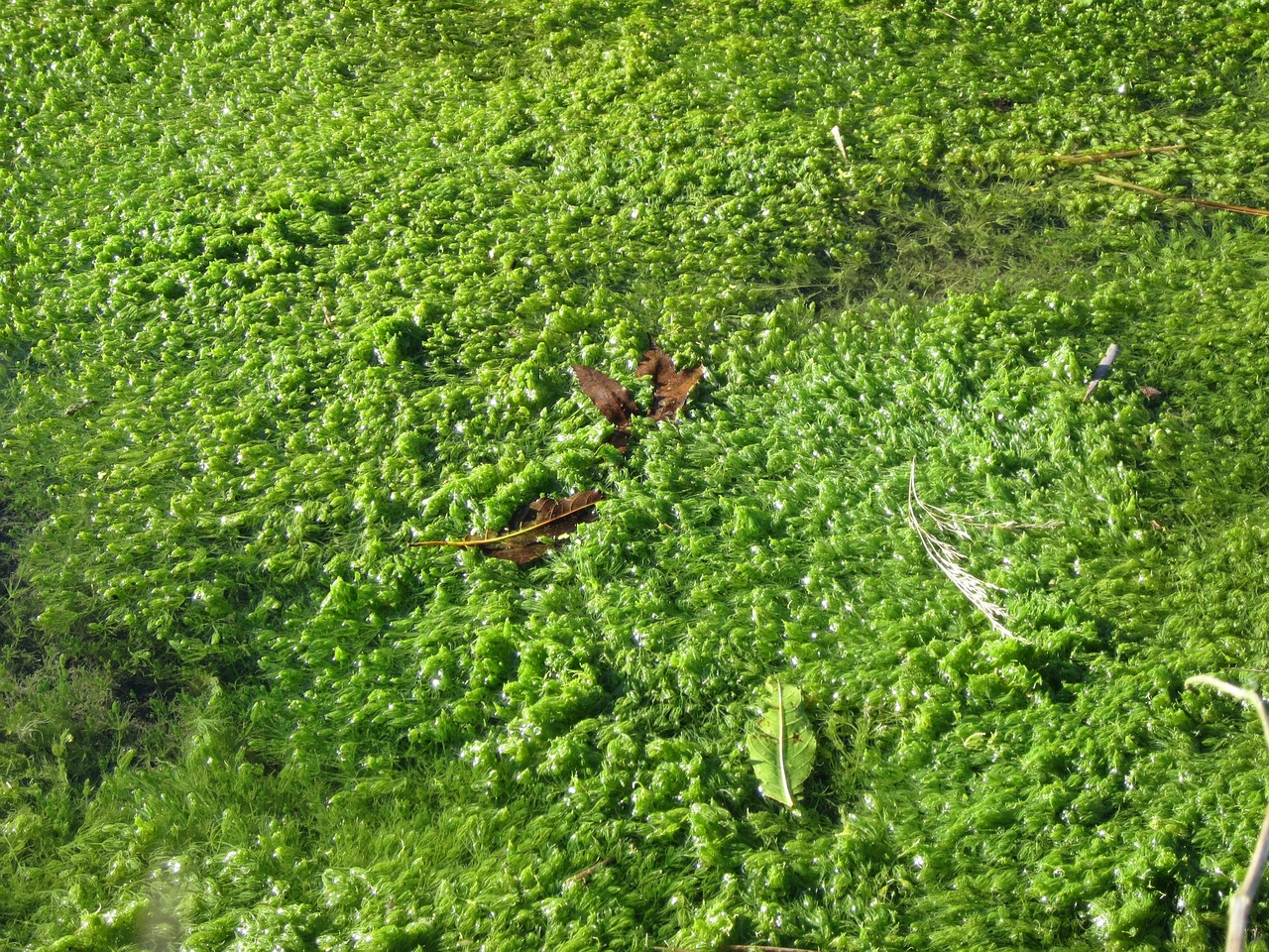 Aquatic Plant Flora Free photo on Pixabay Pixabay