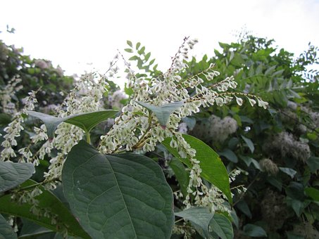 Polygonum Cuspidatum Root Extract Polygonum Cuspidatum Root Extract