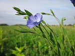 linum usitatissimum, flax, common flax