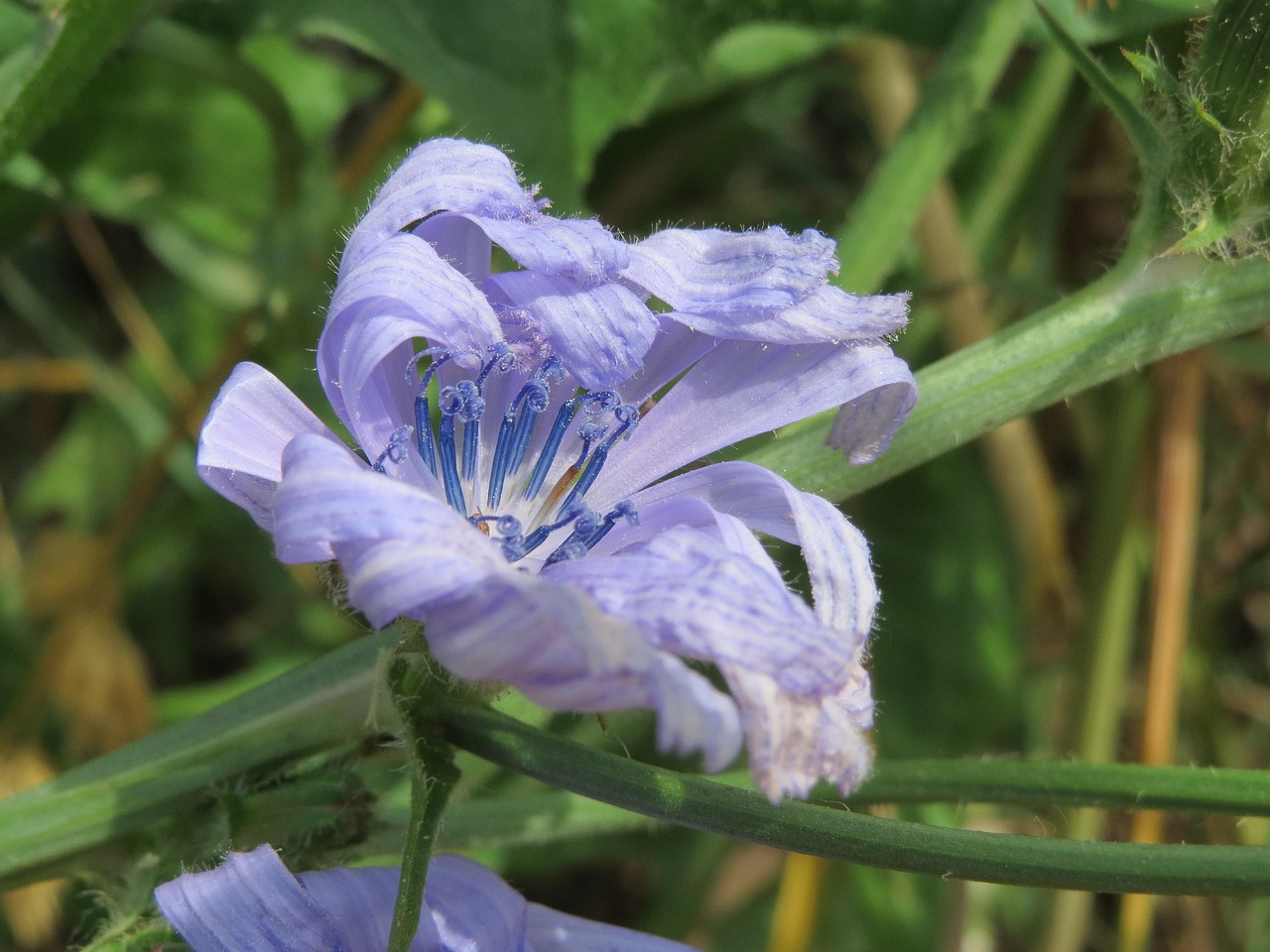 Cichorium Intybus Common Chicory Free photo on Pixabay Pixabay