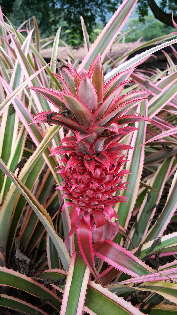 Pineapple Yard Landscape Free photo on Pixabay Pixabay
