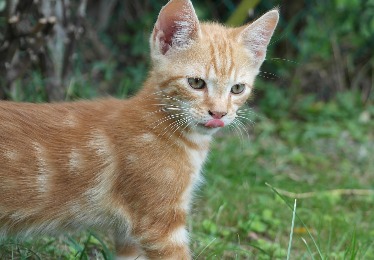Photo Gratuite Cat Chat Domestique Jeune Chat Image Gratuite Sur 