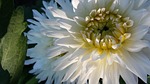 flowers, white flowers, bouquet