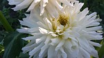 flowers, dahlia, white flowers