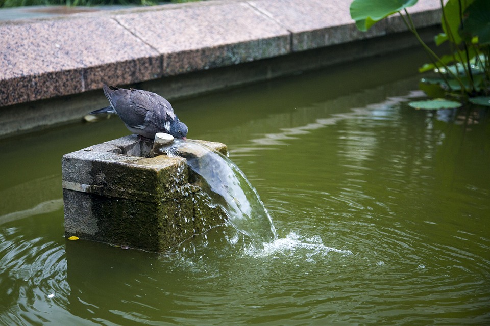 https://cdn.pixabay.com/photo/2015/07/15/00/20/pigeon-845518_960_720.jpg