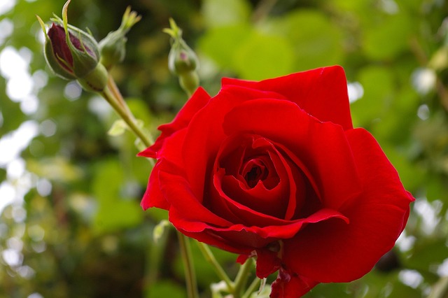 Free Red Rose Rose photo and picture
