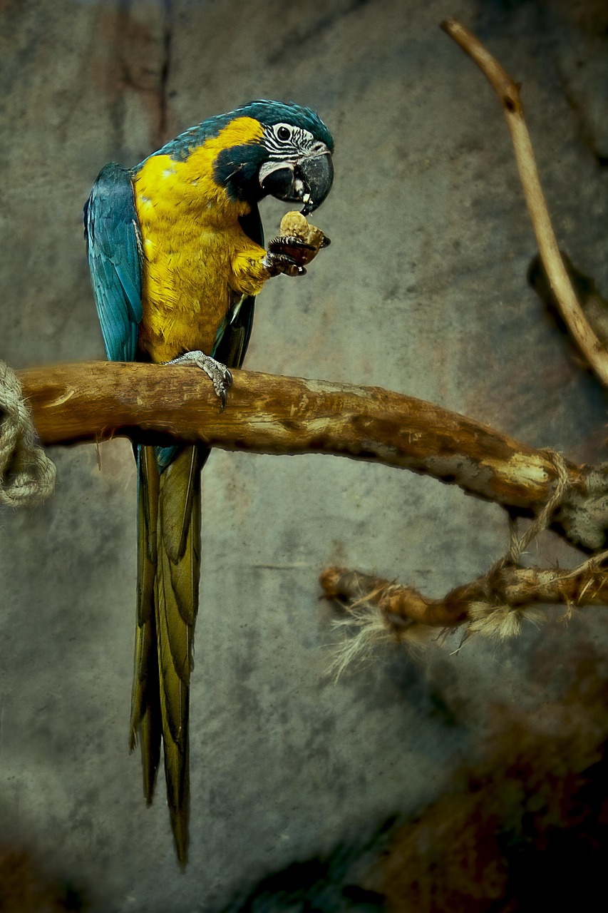 parrot-846074_1280.jpg