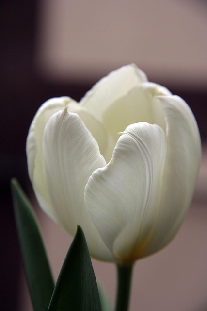 Hoa Tulip, Những Bông Hoa Đẹp, Trắng