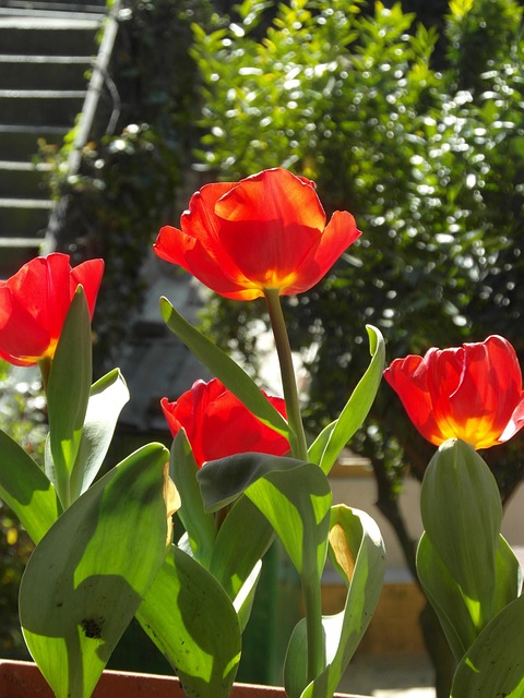 Hoa Tulip, Màu Đỏ, Hoa, Thiên Nhiên