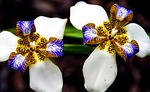 brazilian walking iris, noemarica gracilis, iris