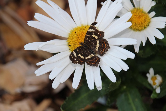 Free Flower Butterfly photo and picture