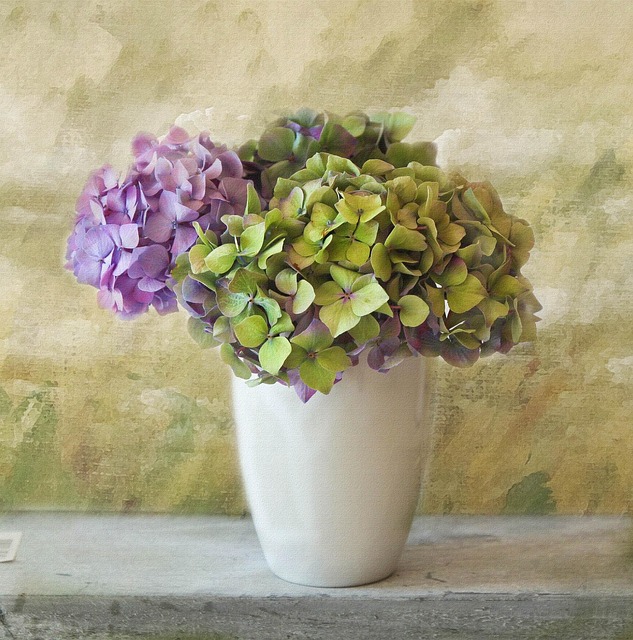 Free Hydrangea Flower photo and picture