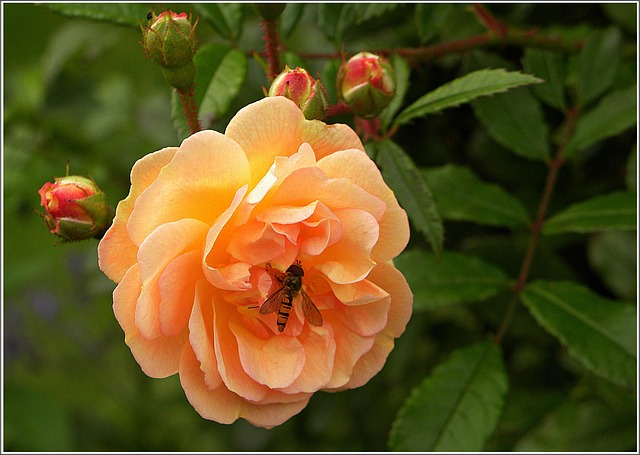 Free Rose Blossom photo and picture