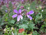 erodium cicutarium, redstem filaree, redstem stork's bill