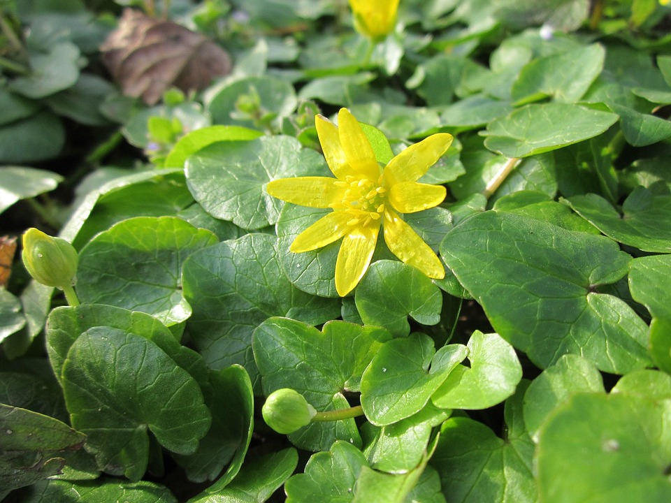 无花果小白屈菜野花 Pixabay上的免费照片