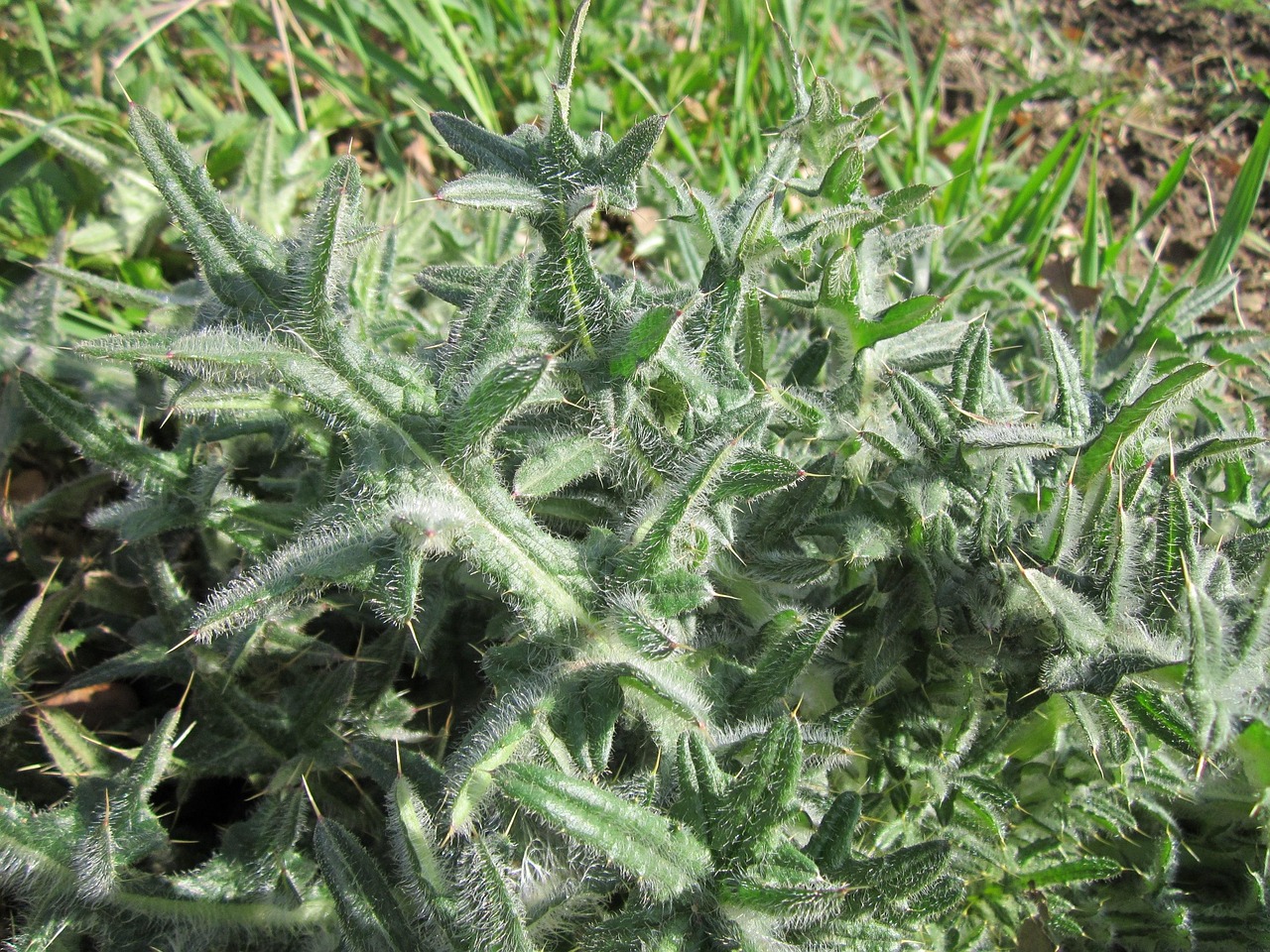 Carduus Akanthoiden Stachelige Kostenloses Foto auf Pixabay Pixabay