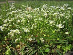 draba verna, spring draba, shadflower