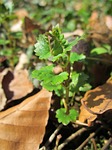 glechoma hederacea, ground-ivy, gill-over-the-ground