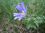 anemone blanda, balkan anemone, grecian windflower