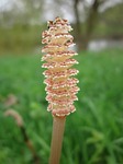 equisetum arvense, field horsetail, common horsetail