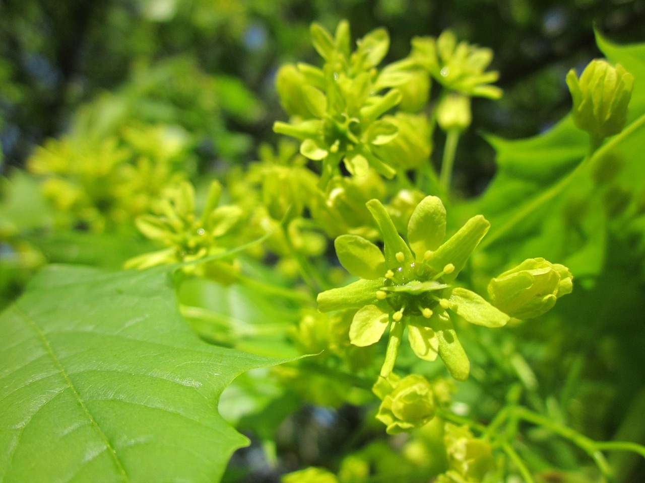Acer Arce Árbol - Foto gratis en Pixabay - Pixabay