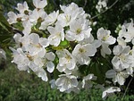 prunus cerasus, cherry tree, sour cherry