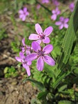 erodium cicutarium, redstem filaree, redstem stork's bill