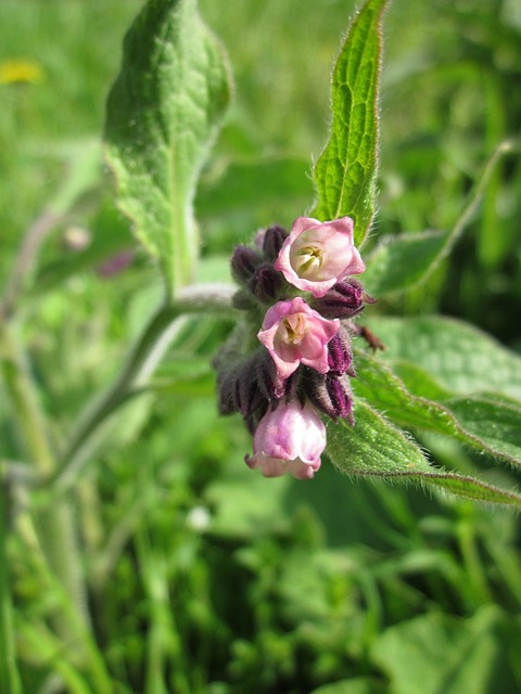 Free Symphytum Officinale Common Comfrey photo and picture