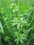 galium mollugo, hedge bedstraw, false baby's breath