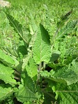 salvia pratensis, meadow clary, meadow sage