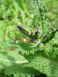 salvia pratensis, meadow clary, meadow sage