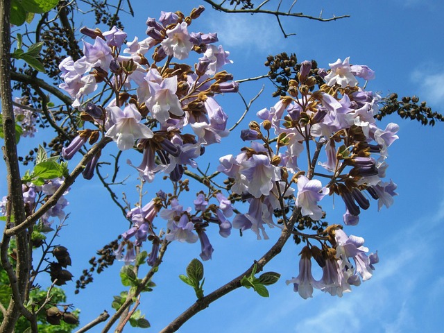 Paulownia Tomentosa Kejserinde Træ - Gratis foto på Pixabay - Pixabay